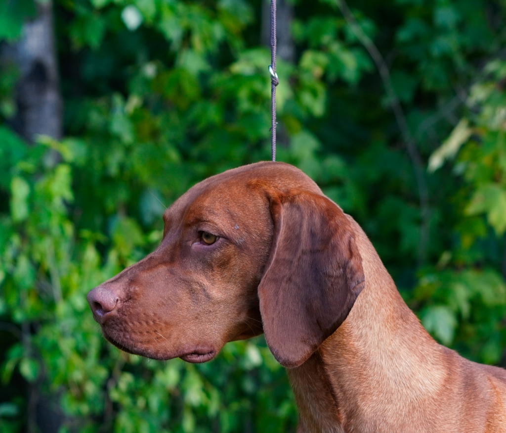 Male Vizsla profile in front of a forest