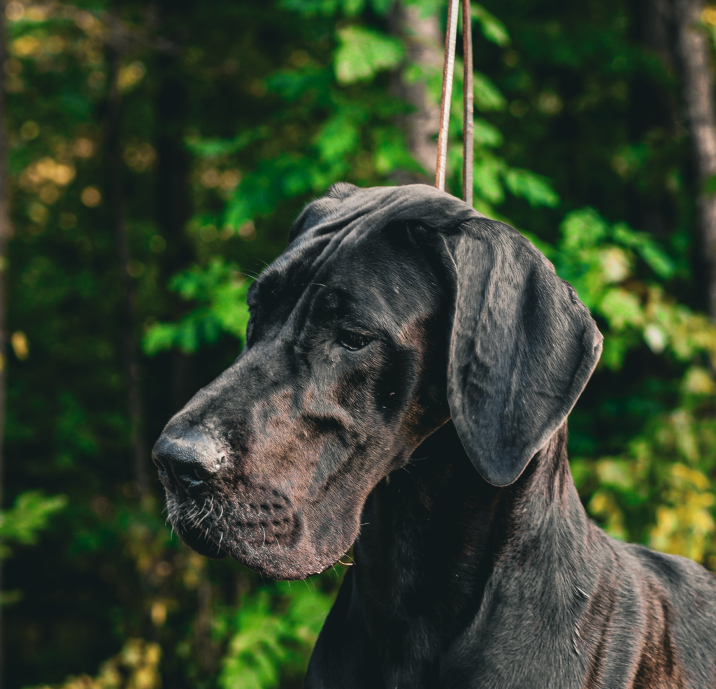 Female black Great Dane profile in front of a forest