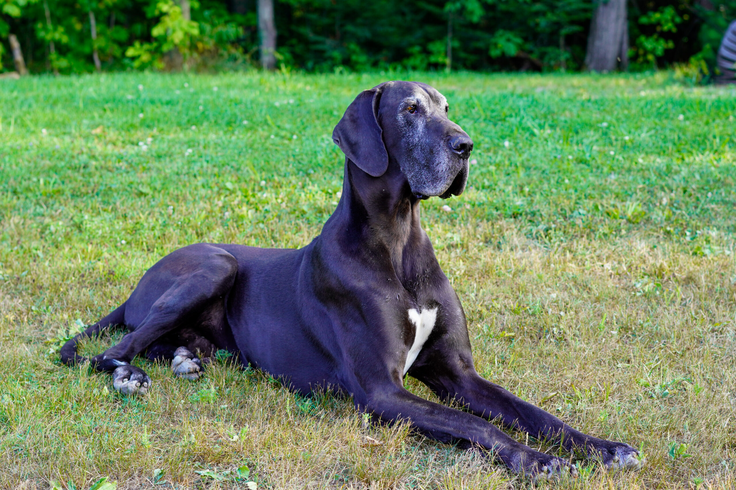 Haakon