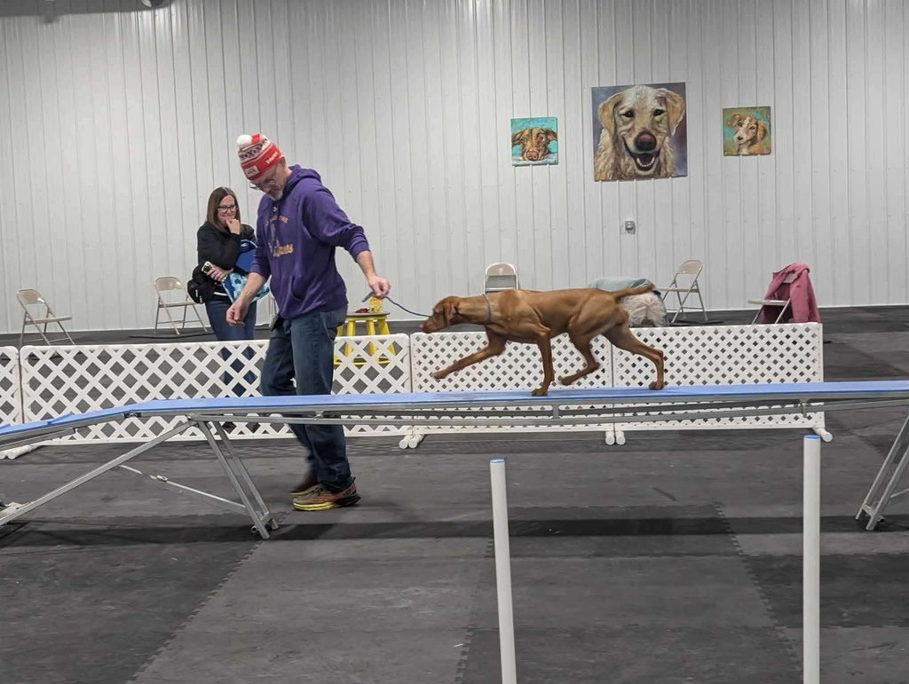 Mabel, a red Vizsla, walking the length of an agility dog walk plank on a loose leash beside her handler at an indoor training hall.