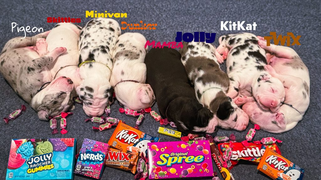 Eight Great Dane puppies on a grey blanket surrounded by Candy with their names floating over their heads.