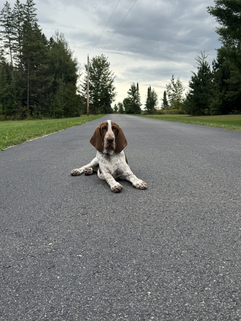 Albert, a young orange and white Bracco Italiano, lying in the middle of a quiet tree-lined country road, long ears hanging, gazing at the camera.