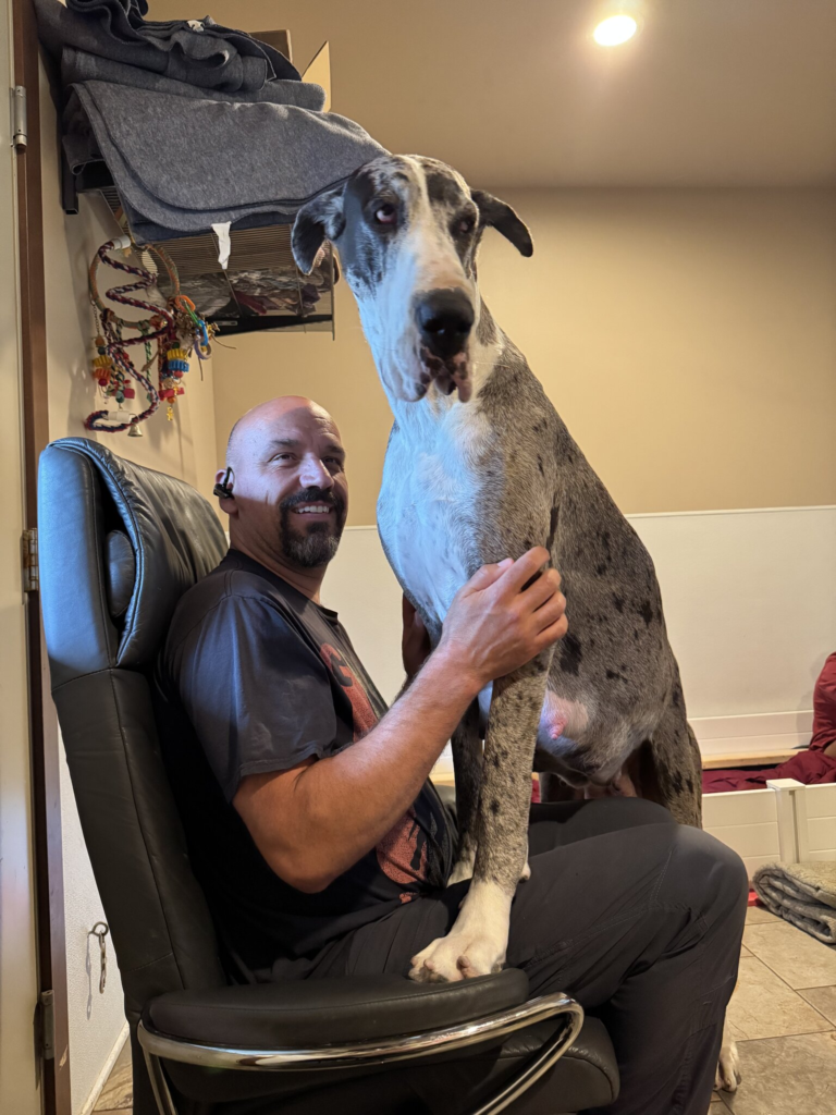 Amelia, a merle Great Dane, standing with her front paws on Mark as he sits in a leather chair, towering over him while he laughs.