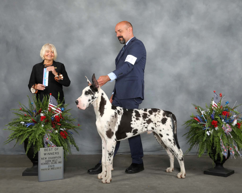Harlequin Great Dane Archer stacked with his handler, Best of Winners and new champion