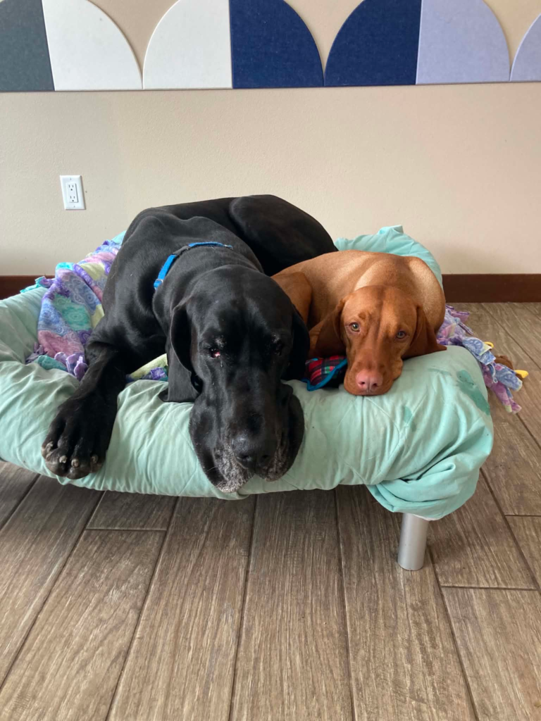 Haakon, a black Great Dane with a greying muzzle, and Mabel, a red Vizsla, curled up together on a raised dog bed.