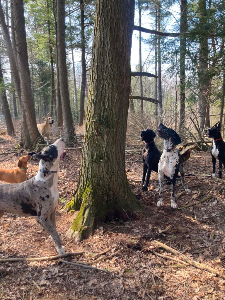 Six dogs, five Great Danes and a Vizsla, gathered around a tall tree in the woods, all staring up into the branches.