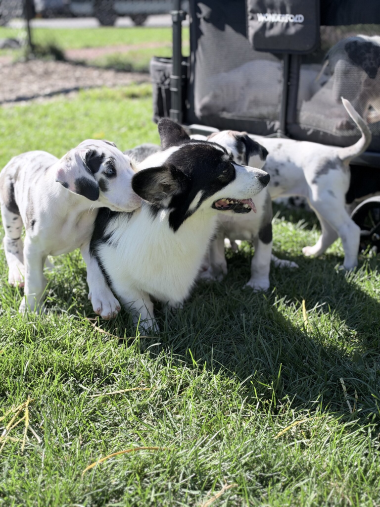 Goose, a black and white Corgi, in the grass surrounded by curious Great Dane puppies from the Sweet As Candy litter, one nuzzling his ear.