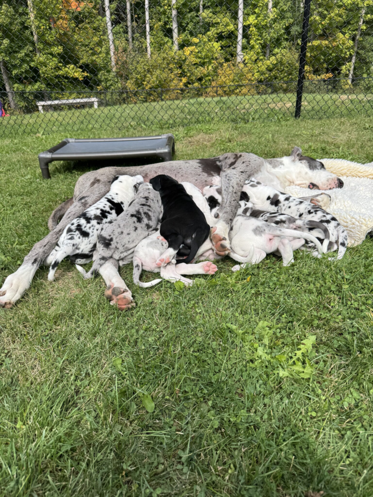 Amelia, a merle Great Dane, stretched out asleep on the grass while her litter of harlequin, merle, black and white puppies piles against her to nurse.