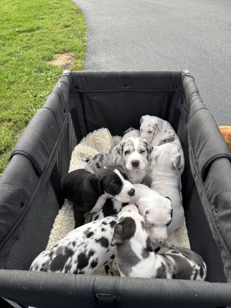 The Sweet As Candy puppies, harlequin, merle, mantle and white, piled together on a fleece in a dog wagon, one merle pup looking up at the camera.