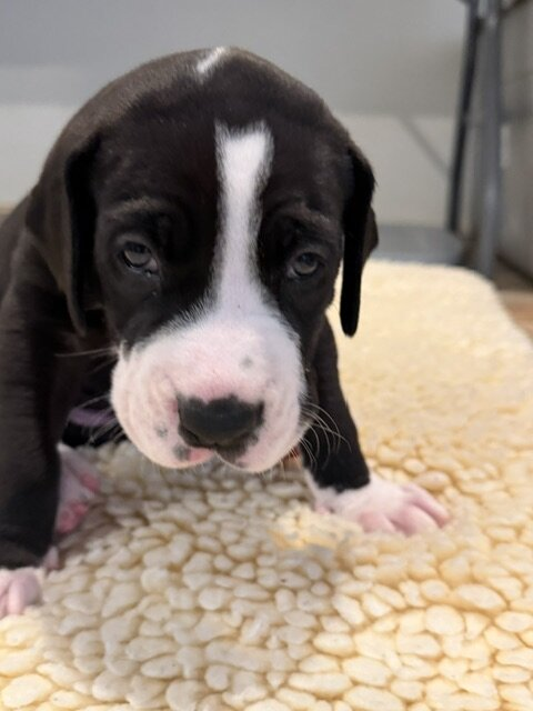 Agnes, a black and white mantle Great Dane puppy, at 4 weeks old, crouched on a cream fleece, looking at the camera.