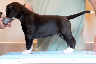 Agnes, a black and white mantle Great Dane puppy, standing in profile on a grooming table at 4 weeks old.