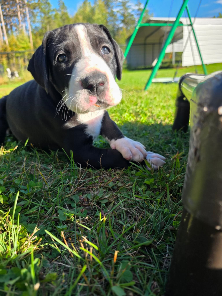 Agnes, a black and white mantle Great Dane puppy, at 5 weeks old, lying in the grass in the sun.