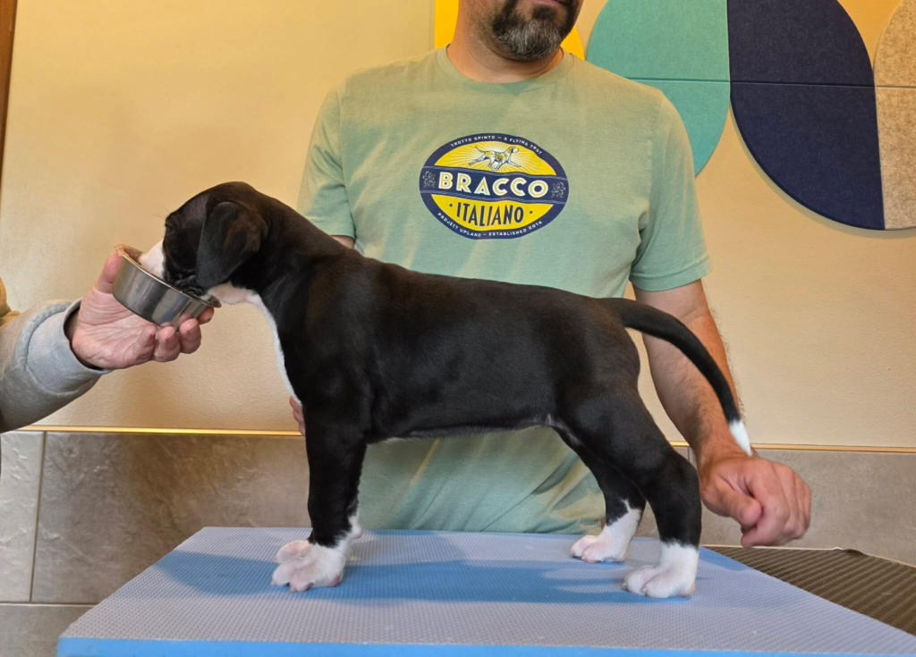Agnes, a black and white mantle Great Dane puppy, standing in profile on a grooming table at 5 weeks old.