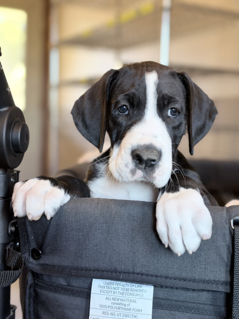 Agnes, a black and white mantle Great Dane puppy, at 6 weeks old, looking over the edge of a grey wagon with both front paws up.