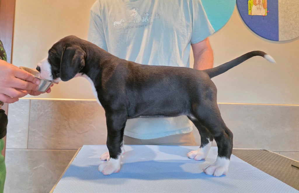 Agnes, a black and white mantle Great Dane puppy, standing in profile on a grooming table at 6 weeks old.