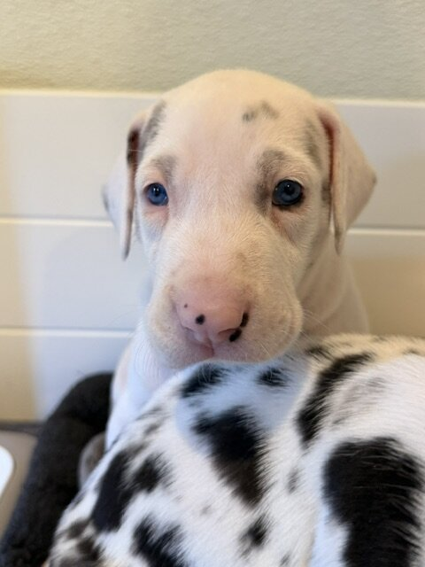 Dunker, a white Great Dane puppy with grey merle patches, at 4 weeks old, resting its chin on a harlequin littermate.