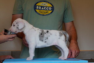 Dunker, a white Great Dane puppy with grey merle patches, standing in profile on a grooming table at 4 weeks old.