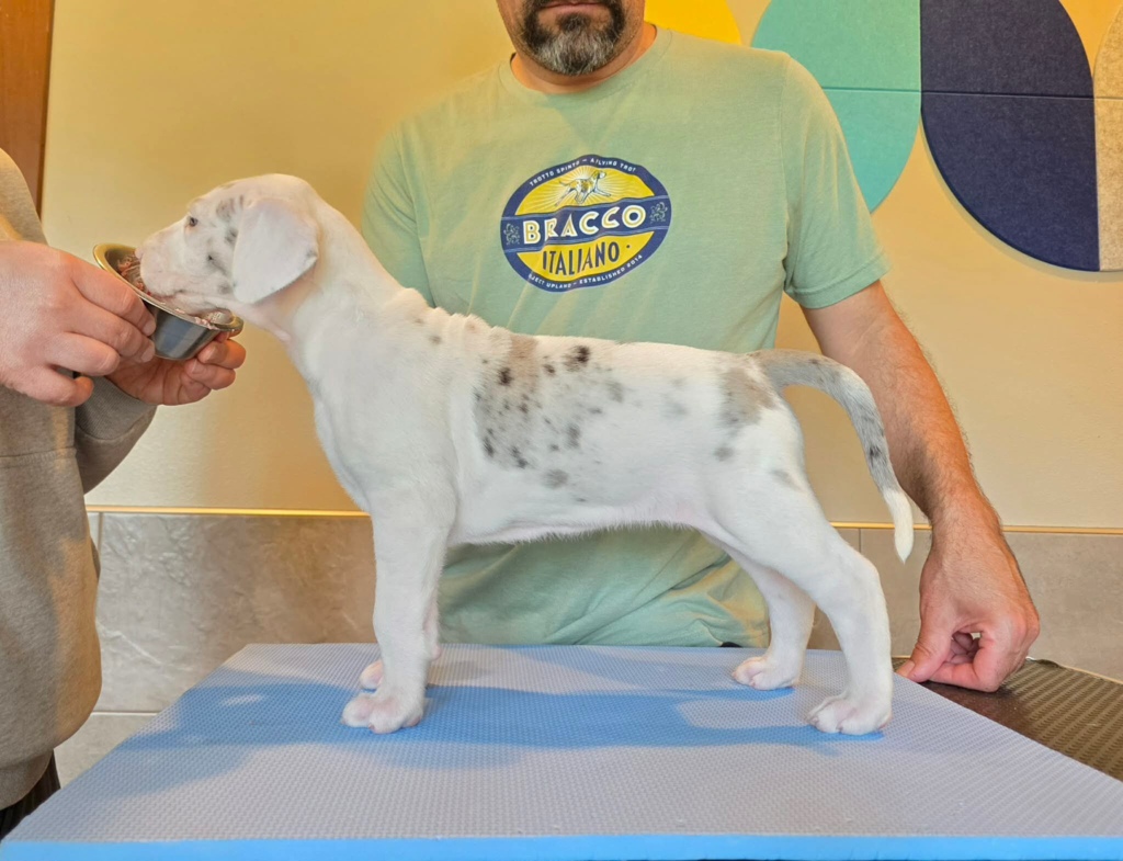 Dunker, a white Great Dane puppy with grey merle patches, standing in profile on a grooming table at 5 weeks old.