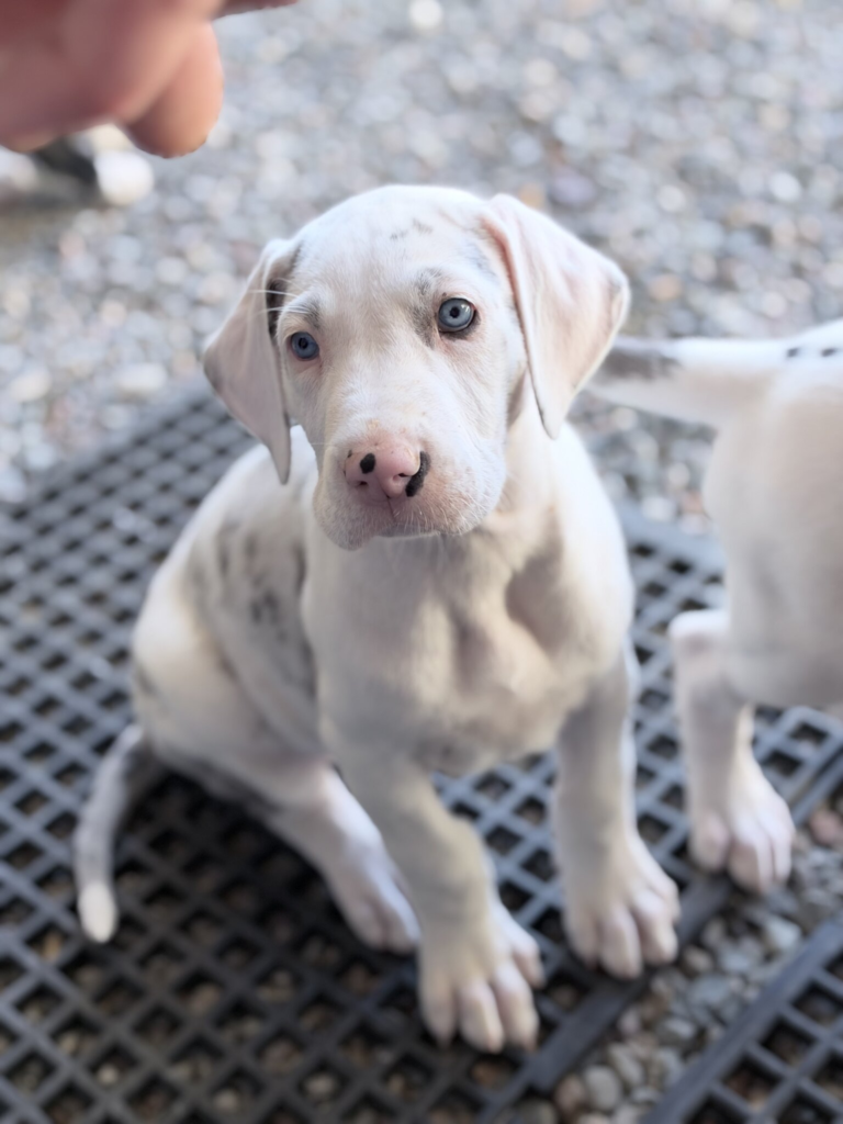 Dunker, a white Great Dane puppy with grey merle patches, at 6 weeks old, sitting on a rubber mat, looking up at the camera.