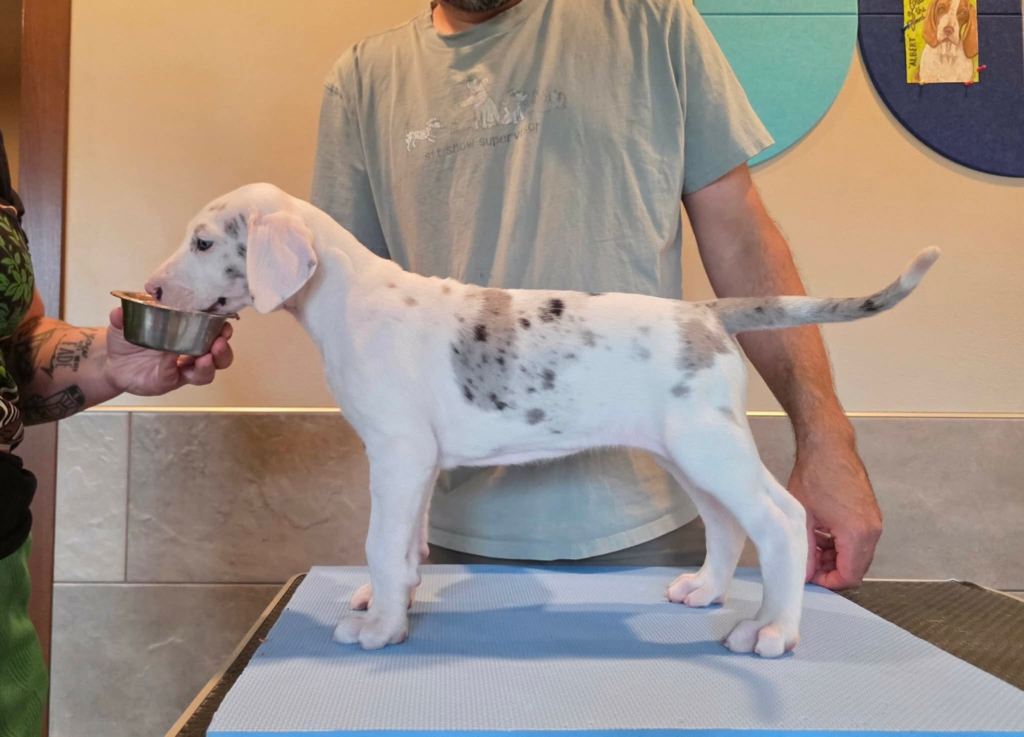 Dunker, a white Great Dane puppy with grey merle patches, standing in profile on a grooming table at 6 weeks old.
