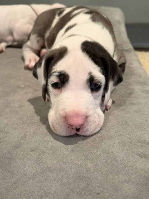 JR, a white Great Dane puppy with grey merle and black patches, at 4 weeks old, lying flat on a grey dog bed, looking at the camera.