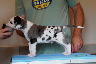 JR, a white Great Dane puppy with grey merle and black patches, standing in profile on a grooming table at 4 weeks old.