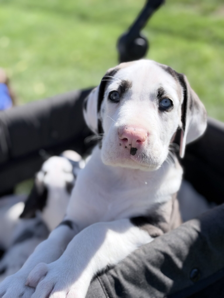 JR, a white Great Dane puppy with grey merle and black patches, at 5 weeks old, sitting up in a wagon outdoors, looking at the camera.