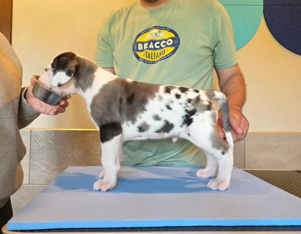 JR, a white Great Dane puppy with grey merle and black patches, standing in profile on a grooming table at 5 weeks old.