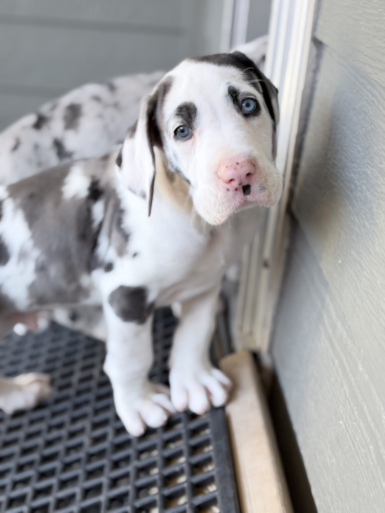 JR, a white Great Dane puppy with grey merle and black patches, at 6 weeks old, standing on a rubber mat beside a doorway, looking at the camera.