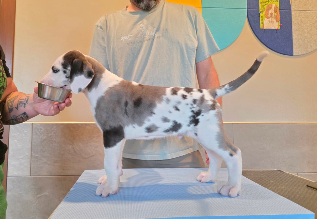JR, a white Great Dane puppy with grey merle and black patches, standing in profile on a grooming table at 6 weeks old.