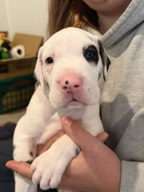 KitKat, a harlequin Great Dane puppy, at 4 weeks old, held in someone's arms, looking at the camera.