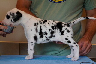 KitKat, a harlequin Great Dane puppy, standing in profile on a grooming table at 4 weeks old.