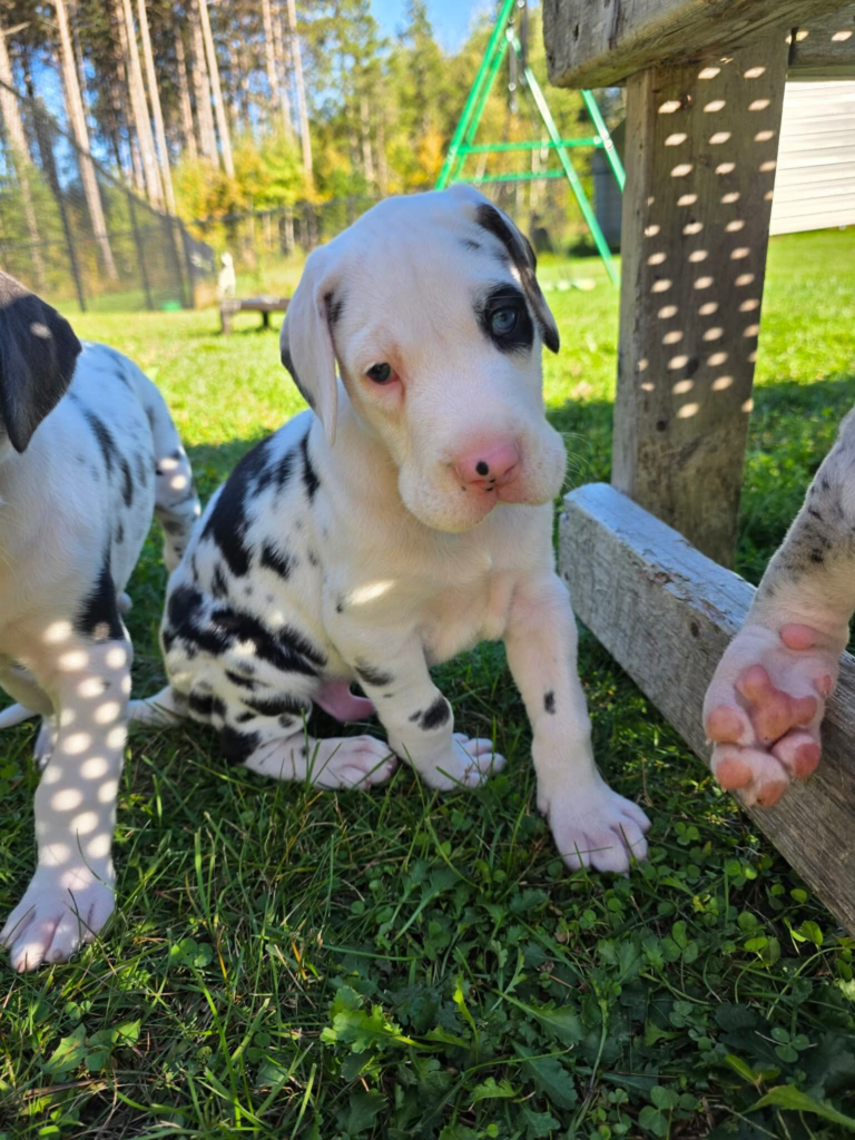 KitKat, a harlequin Great Dane puppy, at 5 weeks old, sitting in the grass beside a littermate.