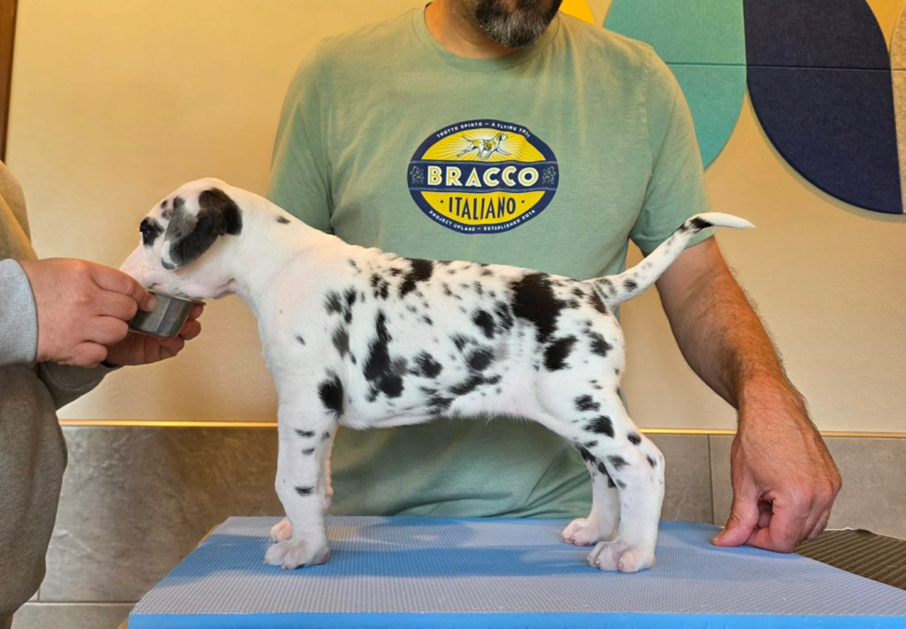 KitKat, a harlequin Great Dane puppy, standing in profile on a grooming table at 5 weeks old.