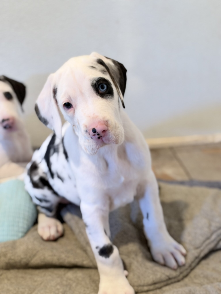 KitKat, a harlequin Great Dane puppy, at 6 weeks old, sitting on a grey blanket with its head tilted.