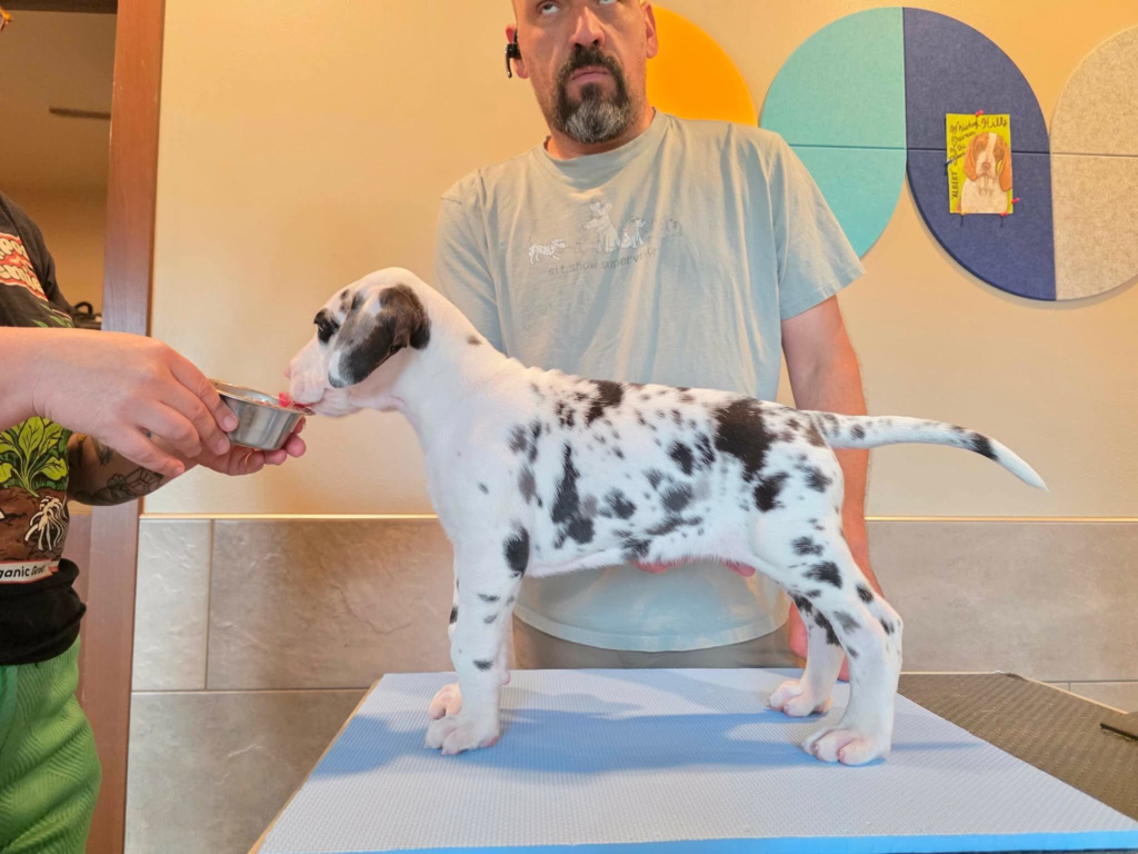 KitKat, a harlequin Great Dane puppy, standing in profile on a grooming table at 6 weeks old.