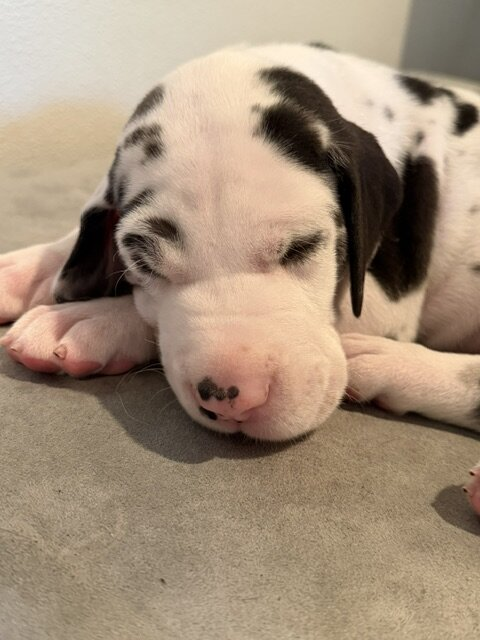 Minivan, a harlequin Great Dane puppy, at 4 weeks old, asleep on a grey dog bed.