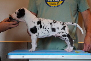 Minivan, a harlequin Great Dane puppy, standing in profile on a grooming table at 4 weeks old.