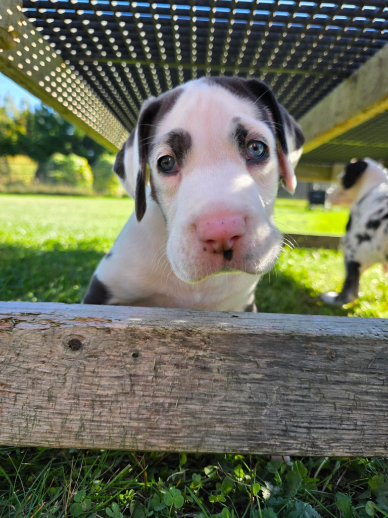 Minivan, a harlequin Great Dane puppy, at 5 weeks old, peering over a wooden board from under a deck.