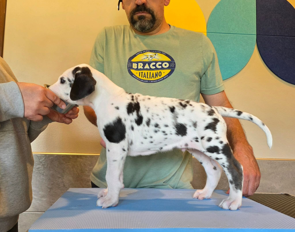 Minivan, a harlequin Great Dane puppy, standing in profile on a grooming table at 5 weeks old.