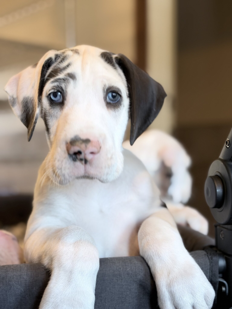 Minivan, a harlequin Great Dane puppy, at 6 weeks old, looking over the edge of a grey wagon with both front paws up.