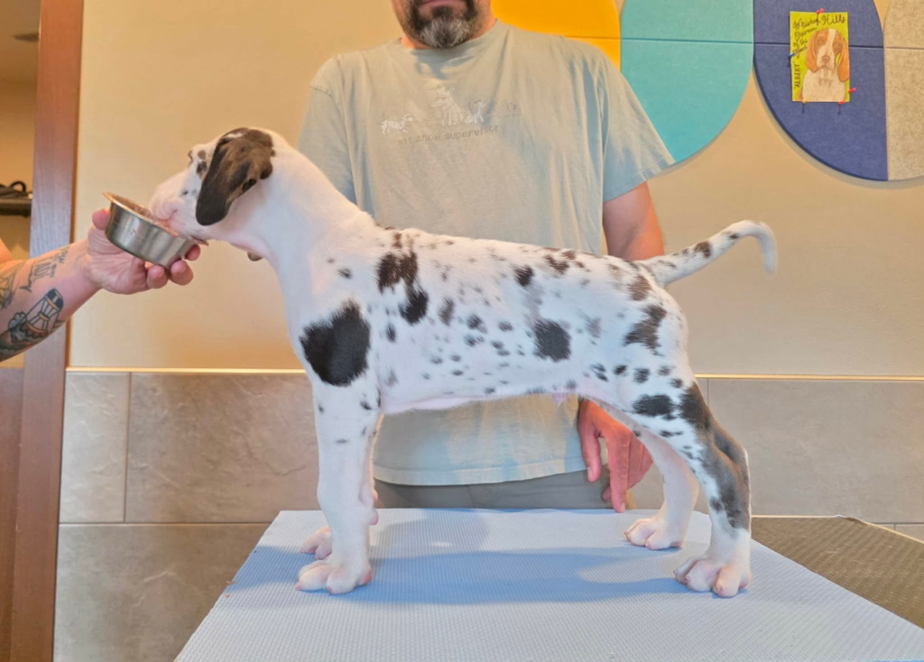 Minivan, a harlequin Great Dane puppy, standing in profile on a grooming table at 6 weeks old.