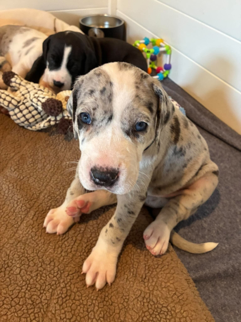Pigeon, a merle Great Dane puppy, at 4 weeks old, sitting on a brown blanket with a mantle littermate behind.