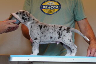 Pigeon, a merle Great Dane puppy, standing in profile on a grooming table at 4 weeks old.