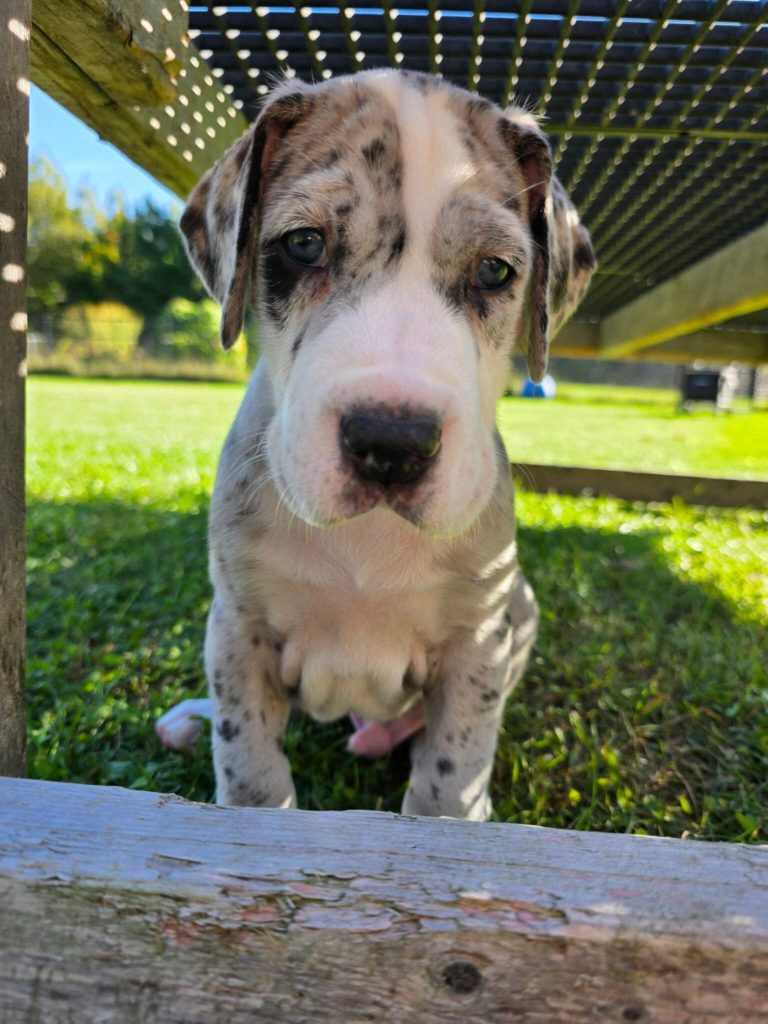 Pigeon, a merle Great Dane puppy, at 5 weeks old, sitting in the grass under a deck, looking over a wooden board.