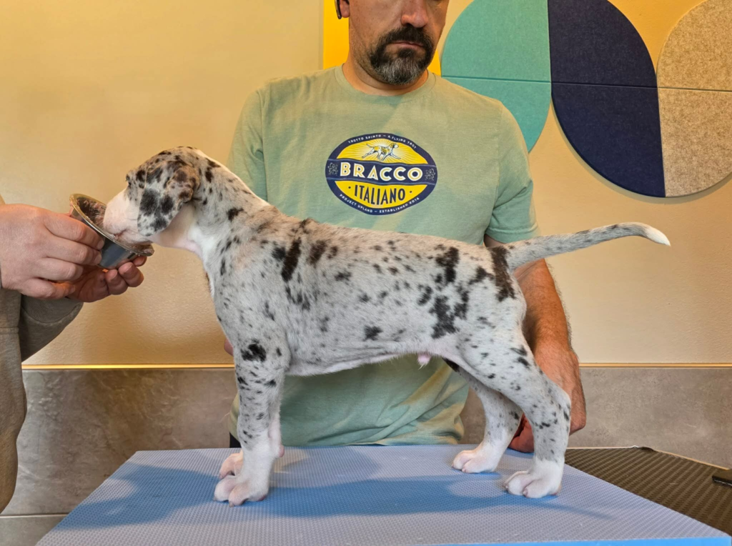 Pigeon, a merle Great Dane puppy, standing in profile on a grooming table at 5 weeks old.