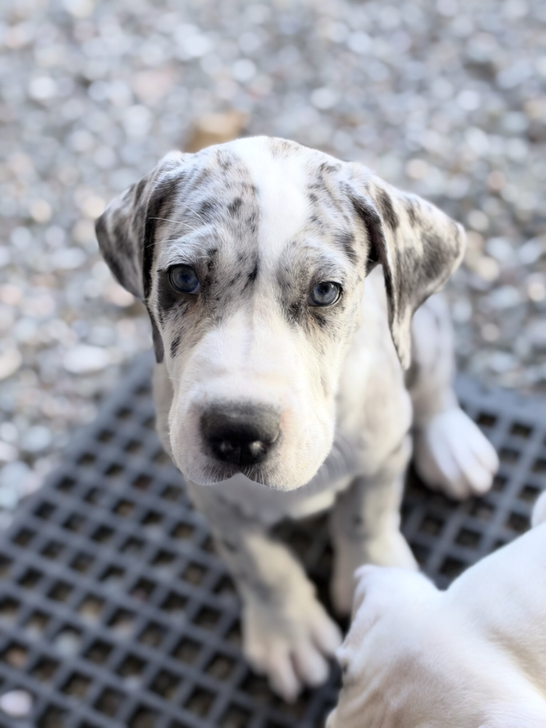 Pigeon, a merle Great Dane puppy, at 6 weeks old, sitting on a rubber mat, looking up at the camera.