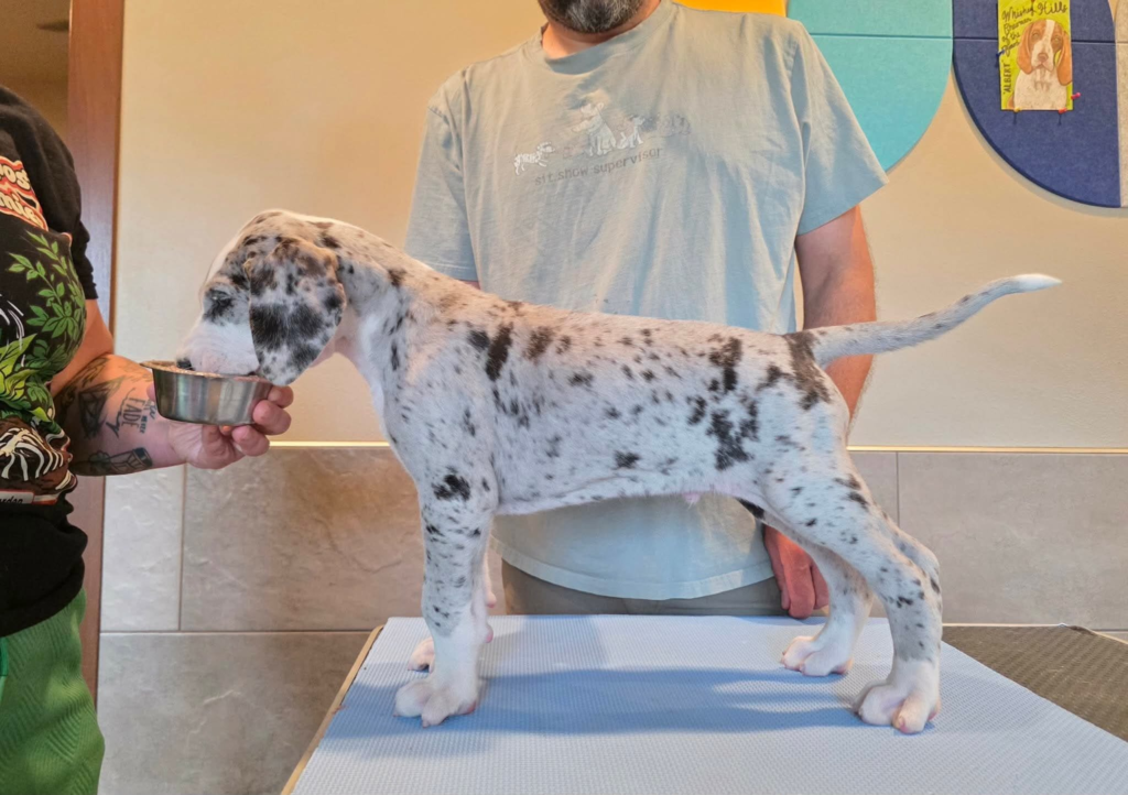 Pigeon, a merle Great Dane puppy, standing in profile on a grooming table at 6 weeks old.