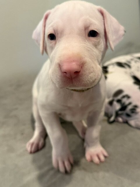 Skittles, a white Great Dane puppy, at 4 weeks old, sitting on a grey dog bed, looking at the camera.