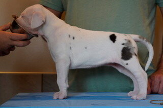 Skittles, a white Great Dane puppy, standing in profile on a grooming table at 4 weeks old.